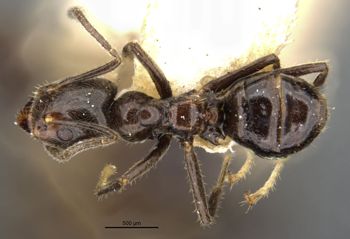 Media type: image;   Entomology 22932 Aspect: habitus dorsal view